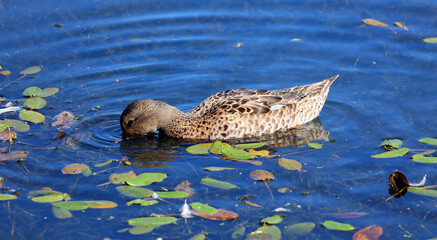 Mallard or wild duck (Anas platyrhynchos) is a dabbling duck which breeds throughout the temperate and subtropical Americas, Eurasia, and North Africa