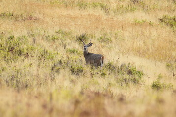 White tail buck in Montana standing in a field. 