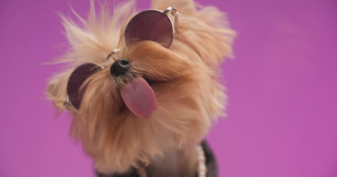 cool Yorkshire terrier dog with sunglasses sticking out tongue and licking plexiglass in front of pink background in studio