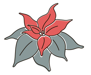 poinsettia christmas star