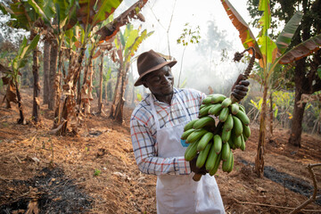 An African farmer on his plantation with a bunch of freshly harvested bananas, work in Africa.