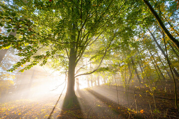 an autumnal forest and fog