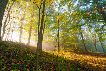 an autumnal forest and fog