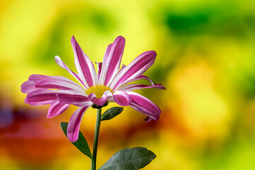 chrysanthemum, single blooming flower from close range on a delicate blurred background, inflorescence in purple white