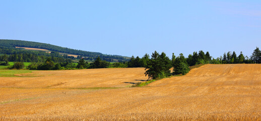 Obraz premium Landscape in summer in Prince Edwards Island Canada