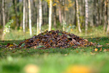 A large pile of autumn leaves, close-up