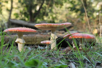 a group red toadstools in a forest in autumn