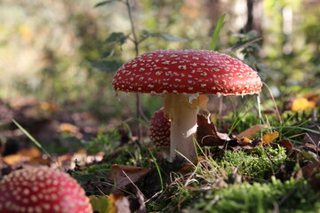 a red toadstool in a forest in autumn closeup