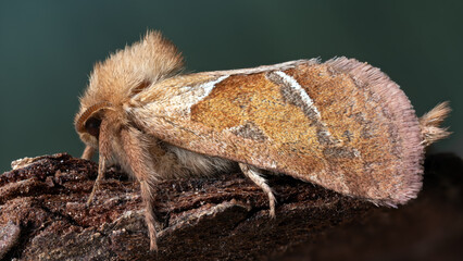Der Kleine Hopfen-Wurzelbohrer - Pharmacis lupulina  © Paul.E