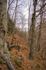 Fototapeta premium Waterfall in autumn forest