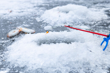Winter fishing, ice fishing, ice hole and freshly caught fish lying on ice nearby