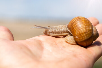 Orange snail with a protruding head on a male hand