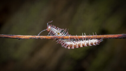 caterpillar on a leaf