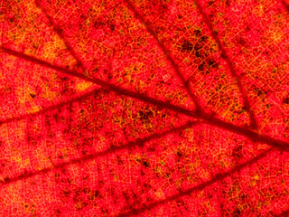Fototapeta premium red leaf background