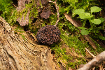 close up of mushrooms