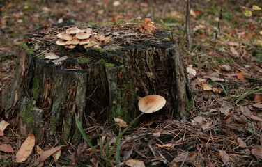 Old stump covered with moss and mushrooms in the autumn forest. Empty space for text, product, cosmetics.
