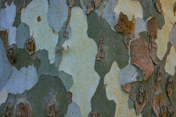 London plane tree bark texture.