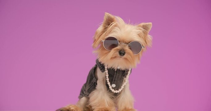 seated Yorkshire terrier dog in denim clothes with pearls around neck and sunglasses sitting in front of pink background looking around and being curious