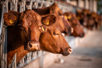 Beef cattle farming and large group of cows domestic animals inside cowshed waiting for food.