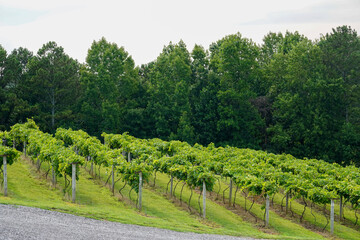 Fototapeta na wymiar Grape vines at a vineyard 