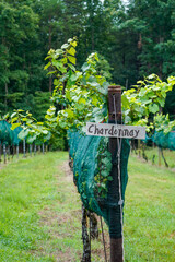 Chardonnay grapes on the vine at a winery