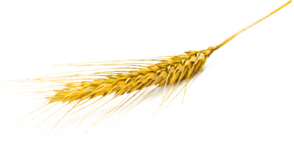 Rye ear. Whole, barley, harvest wheat sprouts. Wheat grain ear o