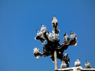 Obraz premium Stare auf windrichtungsgeber der evangelische kirche deisel bei blauem himmel