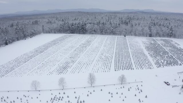 Cinematic Drone Footage Of Evergreen Christmas Trees Freshly Covered In Snow In The Berkshires Of Massachusetts