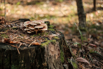 Close-up of old stump covered with moss and mushrooms in the autumn forest. Selective focus. Copy space.