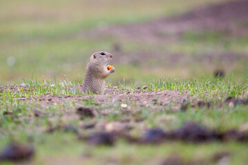 ground squirrel feeding before winter sleep