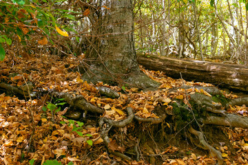 Orange fall leaves gather at the base of a tree's trunk. The tree's roots are visible underneath the leaves.