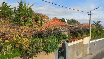 An over grown garden with grape vines