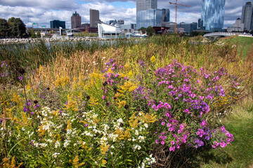 Purple, yellow, and white wildflowers bloom in the downtown Milwaukee Lake Shore State Park a 22-acre public park on the shores of Lake Michigan.