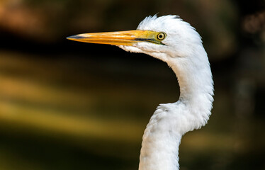 Great Egret (Ardea alba)