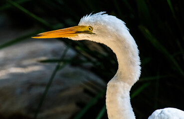 Great Egret (Ardea alba)