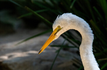 Great Egret (Ardea alba)