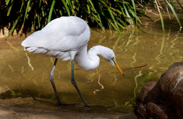Great Egret (Ardea alba)