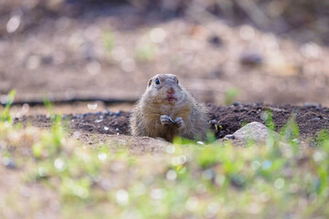 ground squirrel feeding before winter sleep