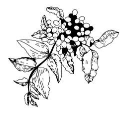 Fototapeta premium Mahonia aquifolium medicinal plants for health