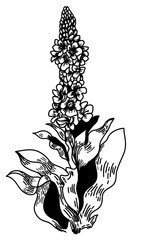 mullein medicinal plants for health