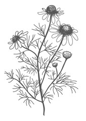 Pharmaceutical Camomile medicinal plants for health