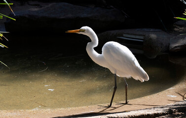 Great Egret (Ardea alba)