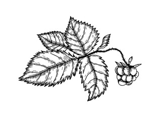Raspberry Leaf medicinal plants for health