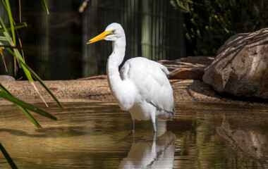 Great Egret (Ardea alba)