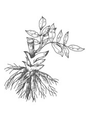 Valerian Root medicinal plants for health