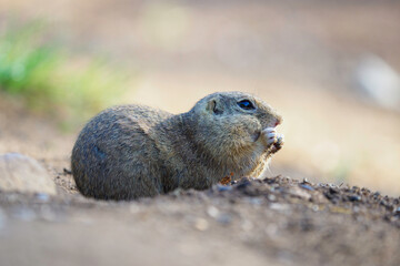 ground squirrel feeding before winter sleep