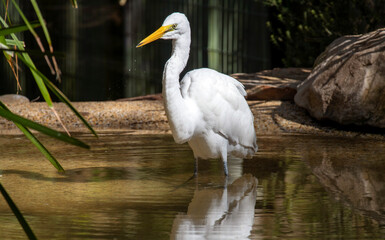 Great Egret (Ardea alba)
