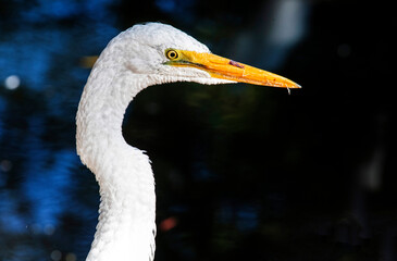 Great Egret (Ardea alba)