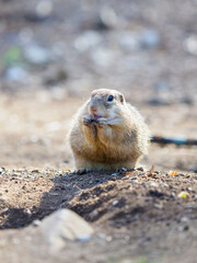 Ground Squirrel feeding before winter sleep
