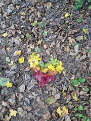 Regenbogenfarbene Bl&auml;tter als Herz im Herbst mit Laub